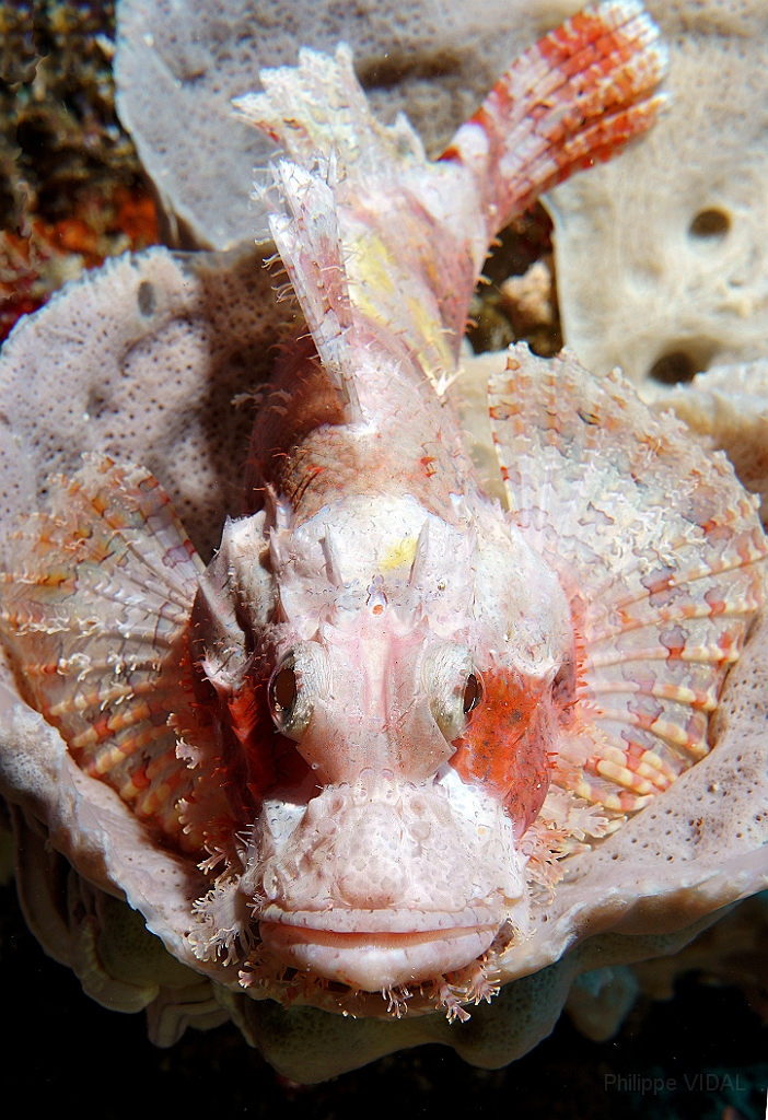Banda Sea 2018 - DSC05676_rc - Tasseled scorpionfish - Poisson scorpion a houpe - Scorpaenopsis oxycephala.jpg